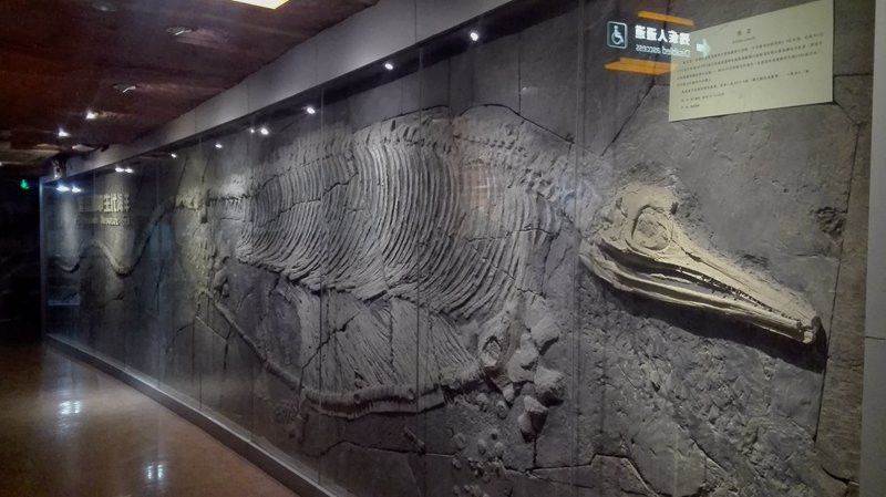 河南地质博物馆-郑州市必去景点