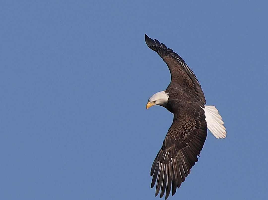 Conowingo Dam景点图片