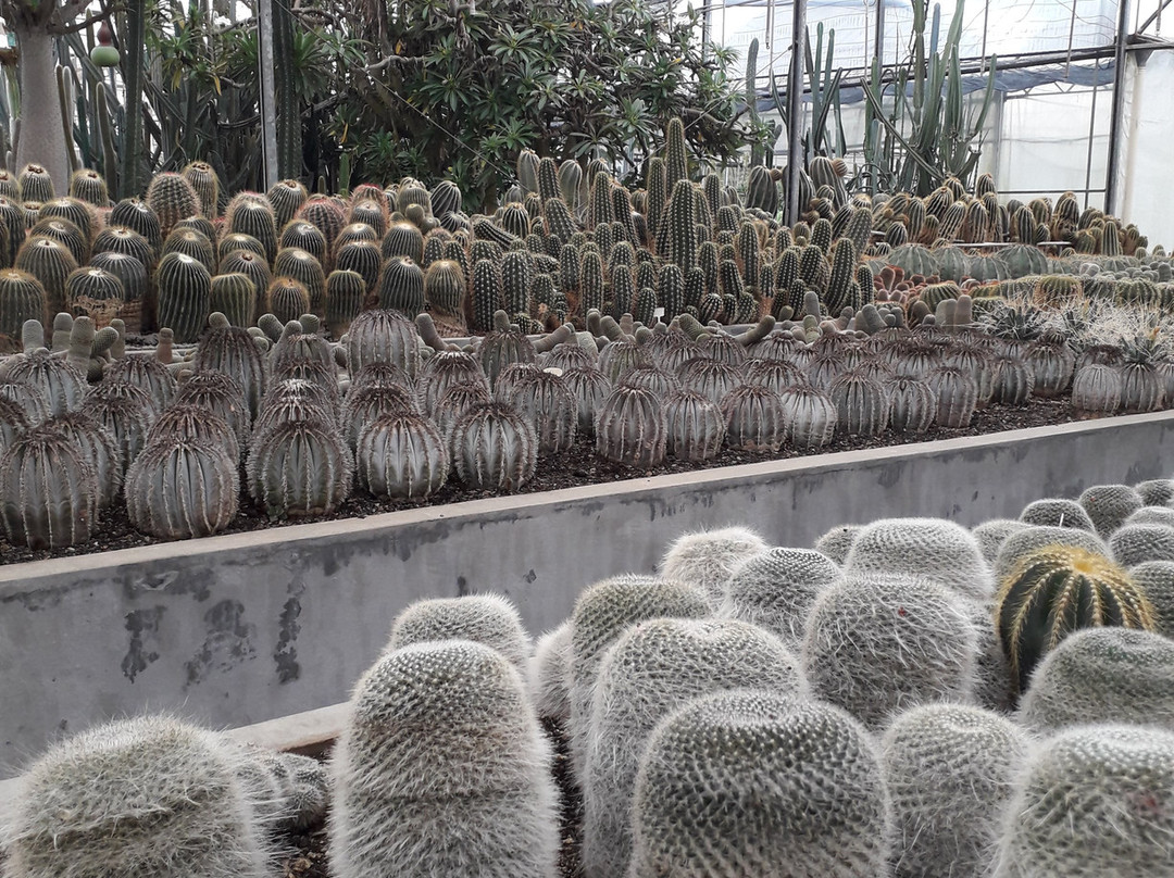 Cactário Horst-Imigrante必去景点