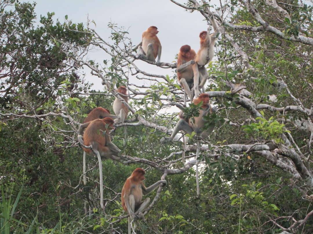 Camp Leakey-Central Kalimantan必去景点