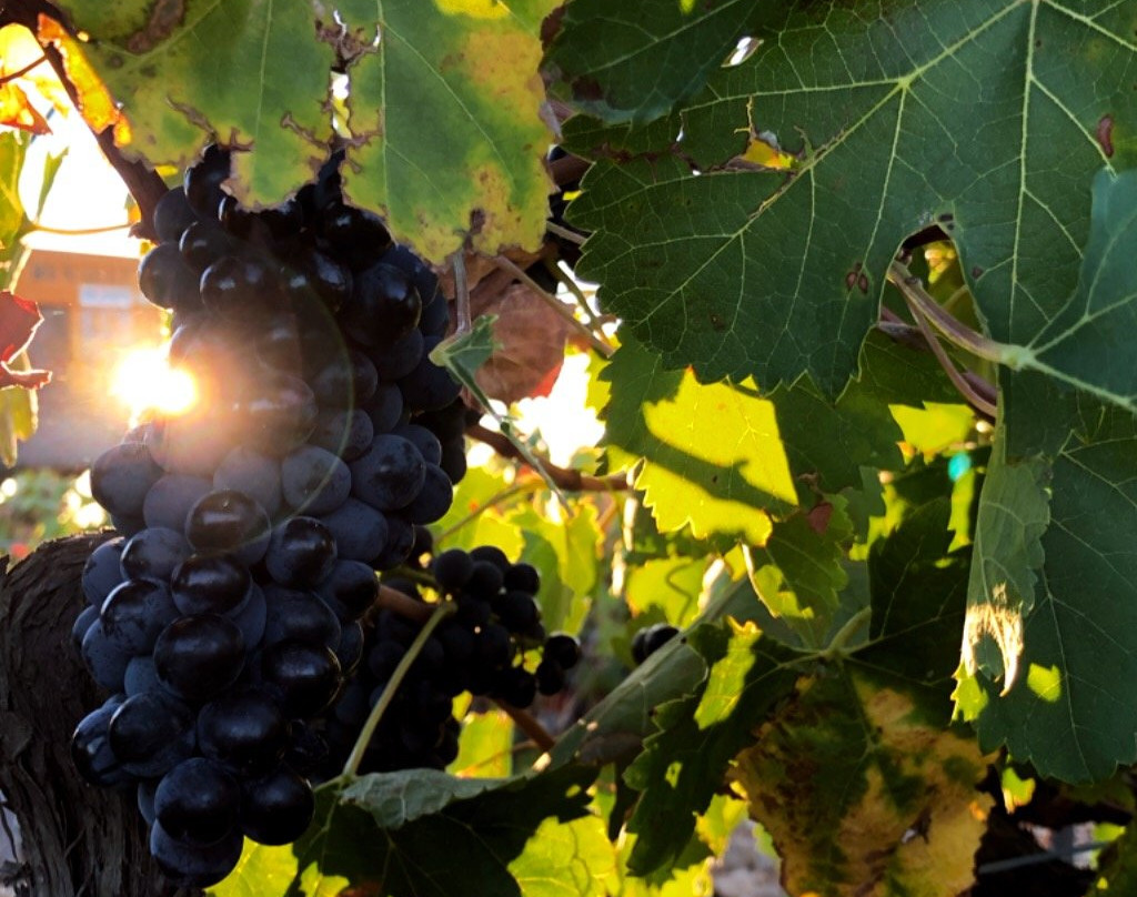 Vignobles Mayard景点图片
