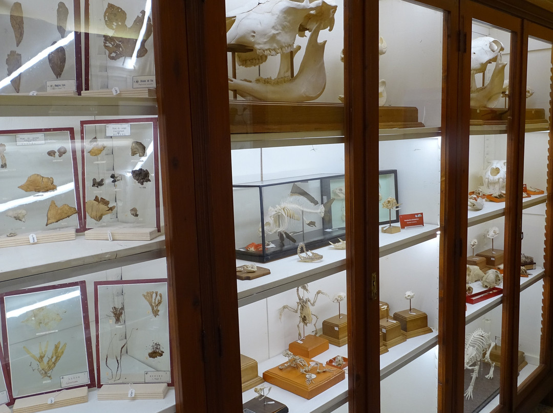 Museo Universitario景点图片