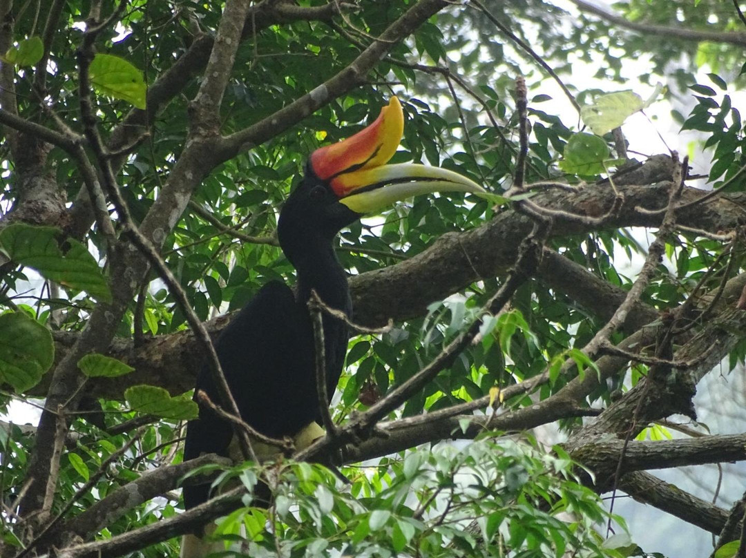 Bukit Lawang Eco-Jungle-Tours-武吉拉旺必去景点