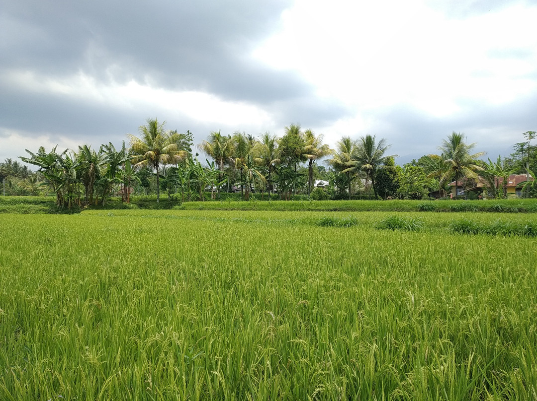 Burung Walet Waterfall-Tetebatu必去景点