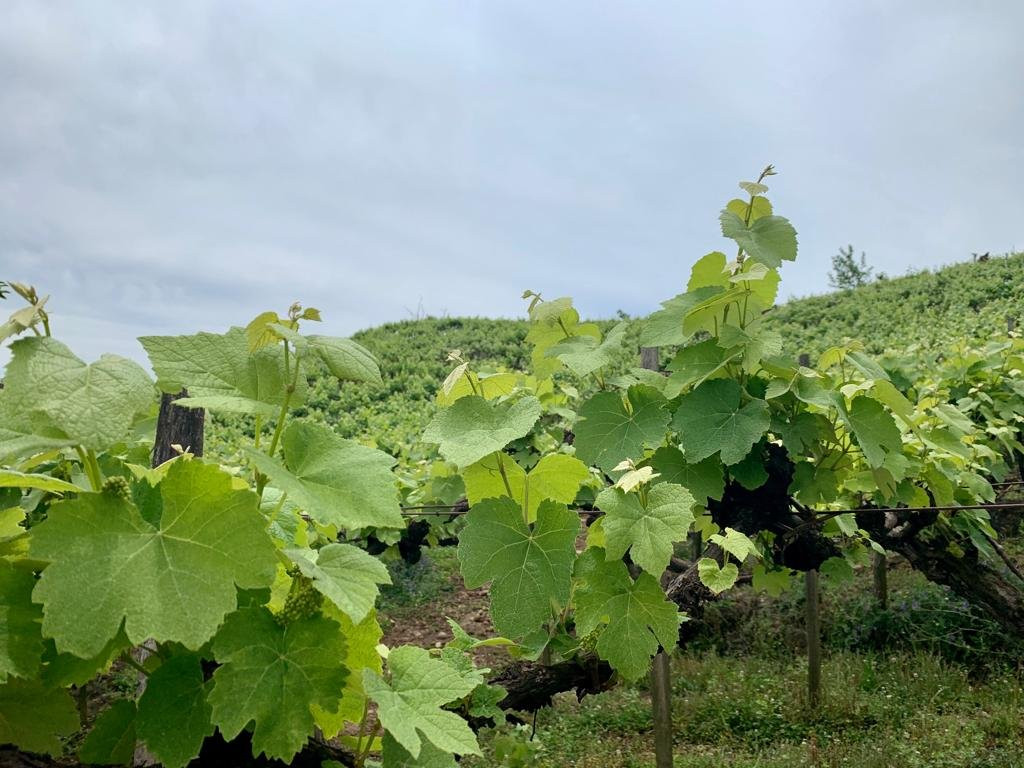 Vaccaro - Vinhos e Espumantes-Garibaldi必去景点