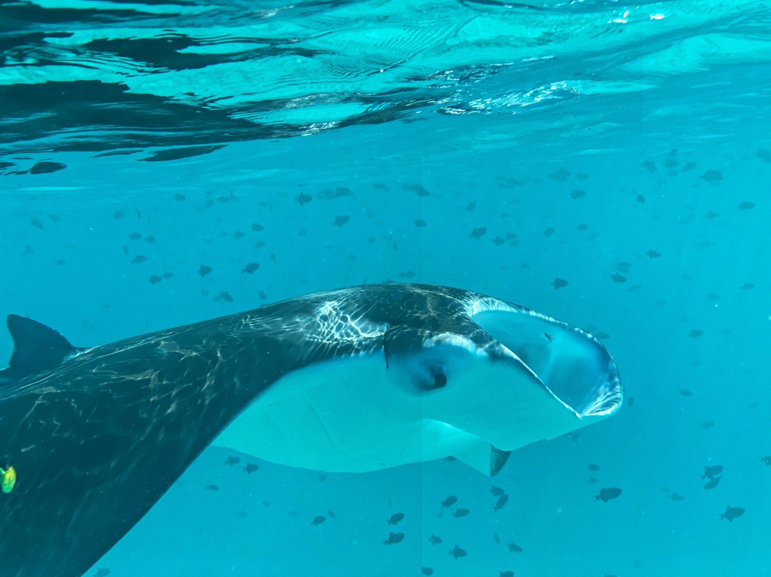 Dhigurah Retreat Beach主图