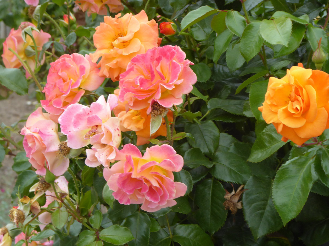 Rosengarten Seppenrade景点图片