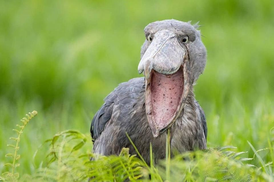 BROVENY SAFARIS-坎帕拉必去景点