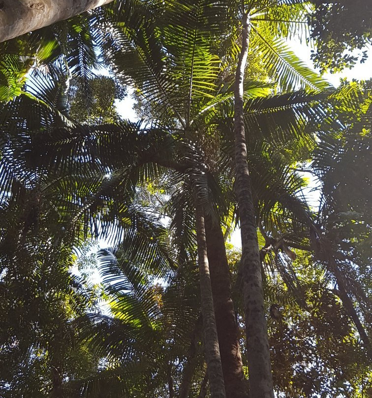 Buderim Forest Park景点图片