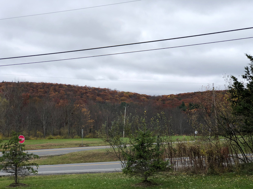 Elm Tree Motel主图