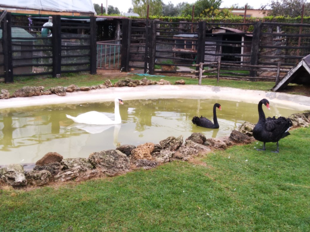 Fattoria Poggio Nebbia di Cedrini Sabrina主图