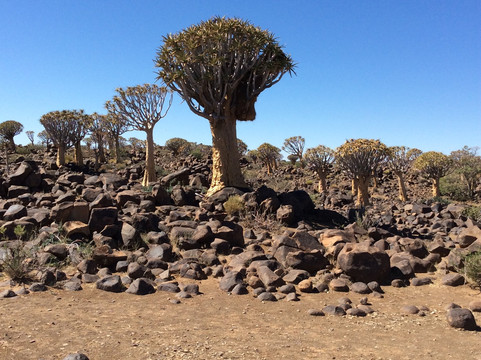 Mannor Safaris Namibia-温德和克必去景点