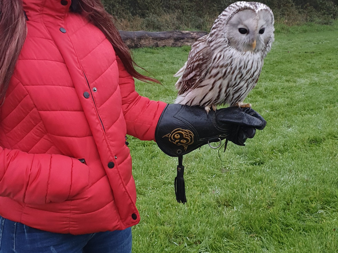 The Secret Owl Garden景点图片