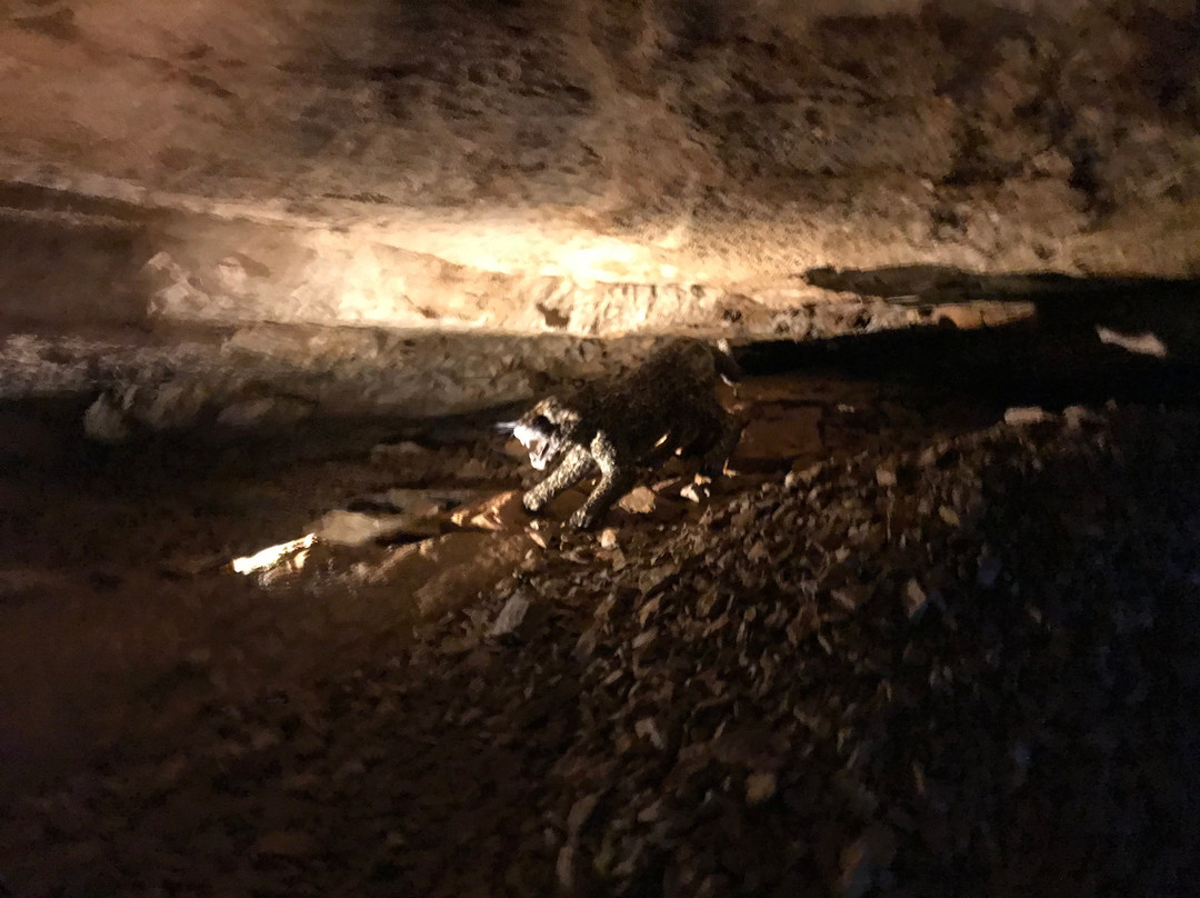 Vjetrenica Cave景点图片