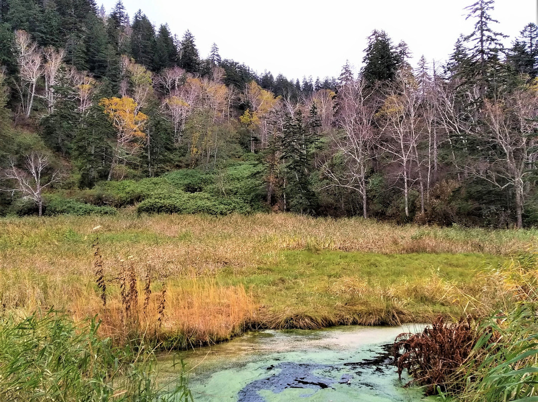 Yukomanbetsu Swamp-东川町必去景点
