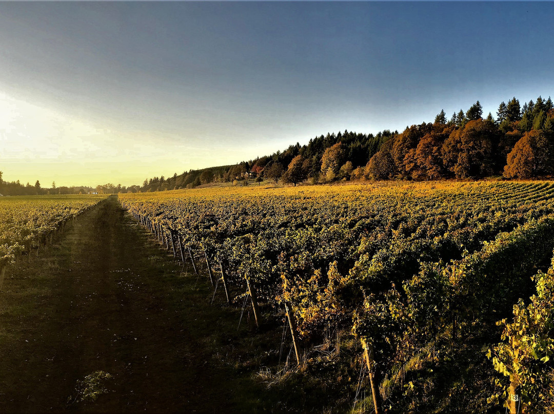 Paradis Vineyards景点图片