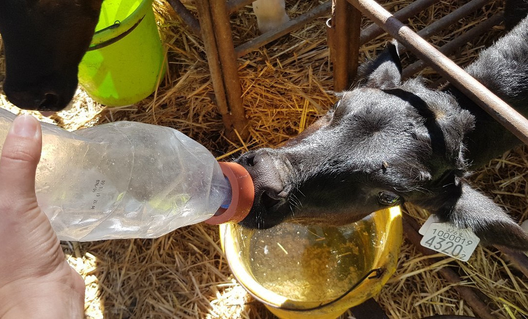 Shvil Parot HaChalav (Milky Cow Way)-Beit Lechem Haglilit必去景点