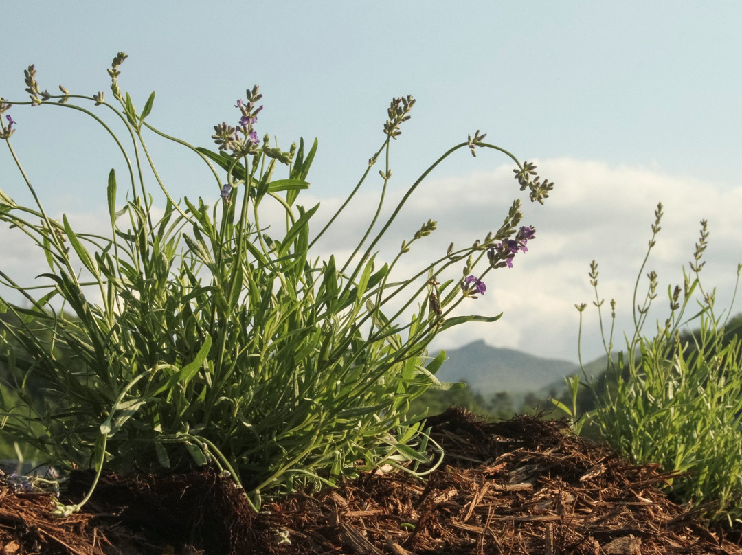 Valle Crucis Lavender House-Banner Elk必去景点