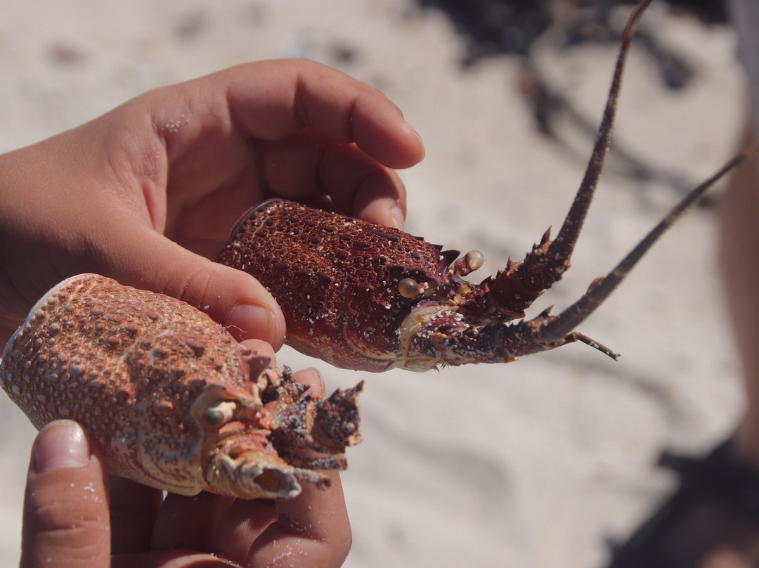 Olifantsbos Beach-Cape Point必去景点