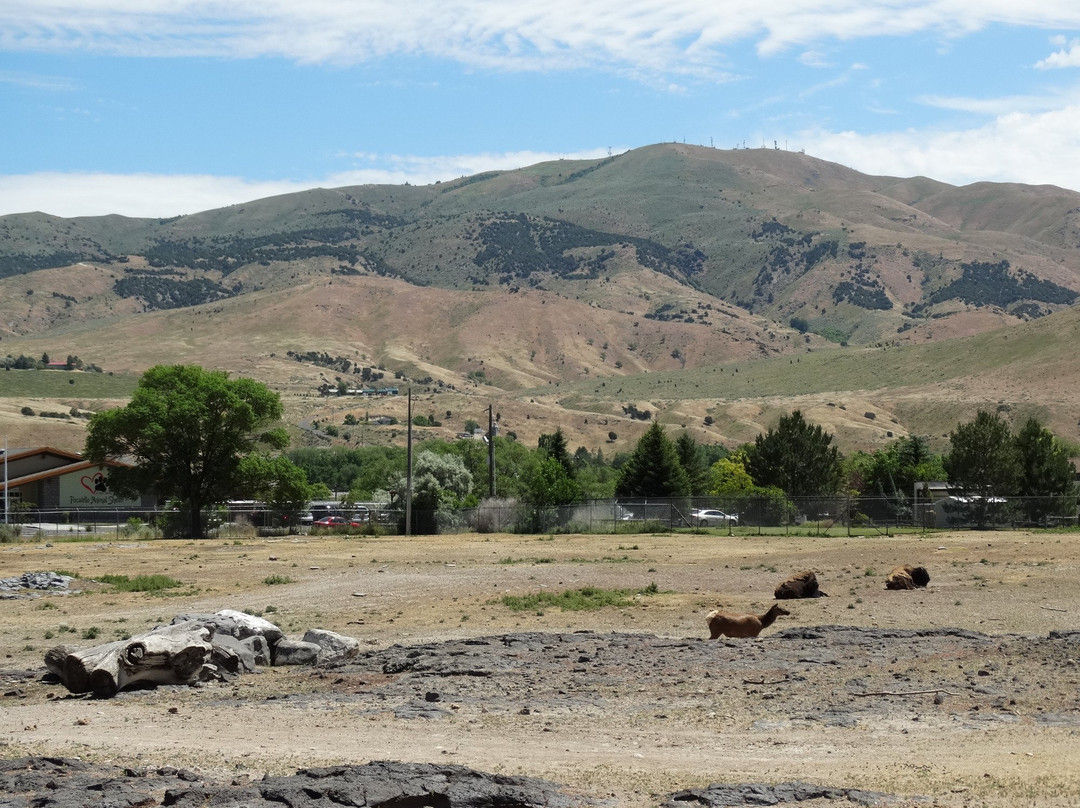 Zoo Idaho-波卡特洛必去景点