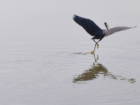 Dohat Arad Lagoon-穆哈瑞克必去景点