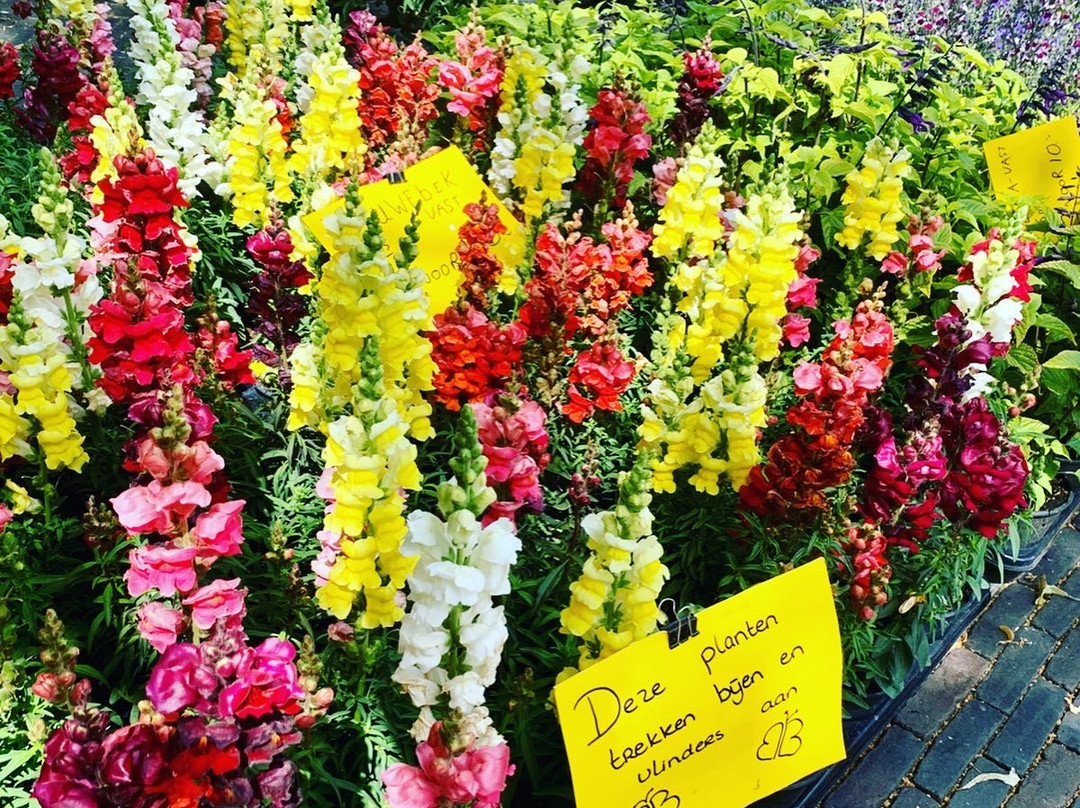 Bloemenmarkt, Janskerkhof, Utrecht-乌特勒支必去景点