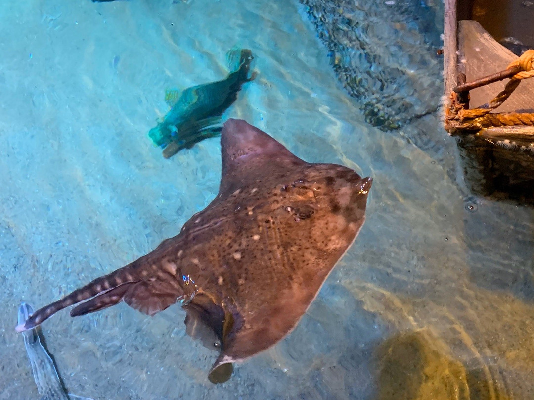 Sea Life Konigswinter-科尼希斯温特必去景点