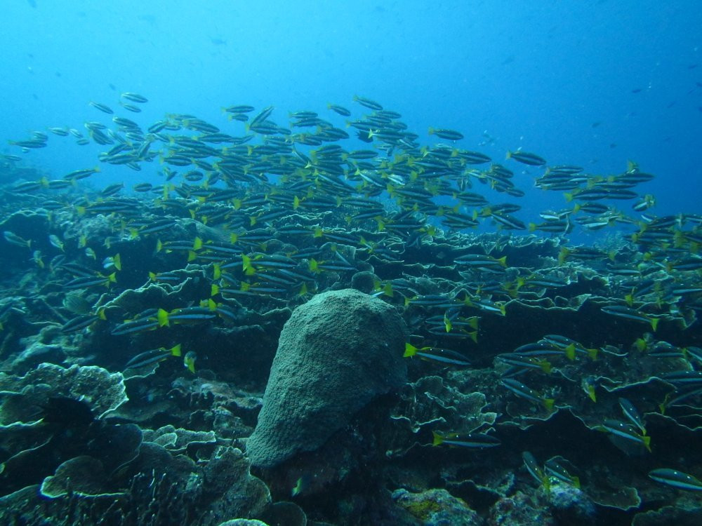 Dive Munda景点图片