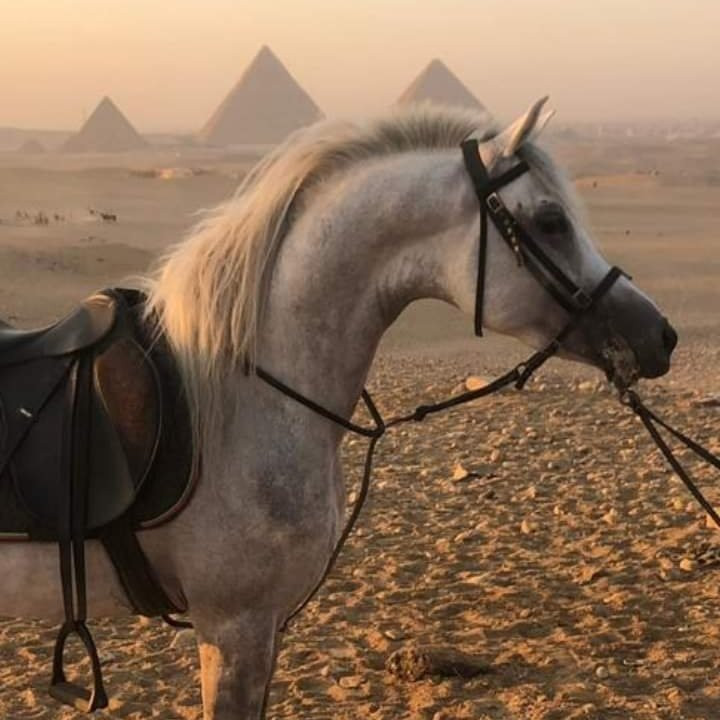 Fb Stables-吉萨必去景点