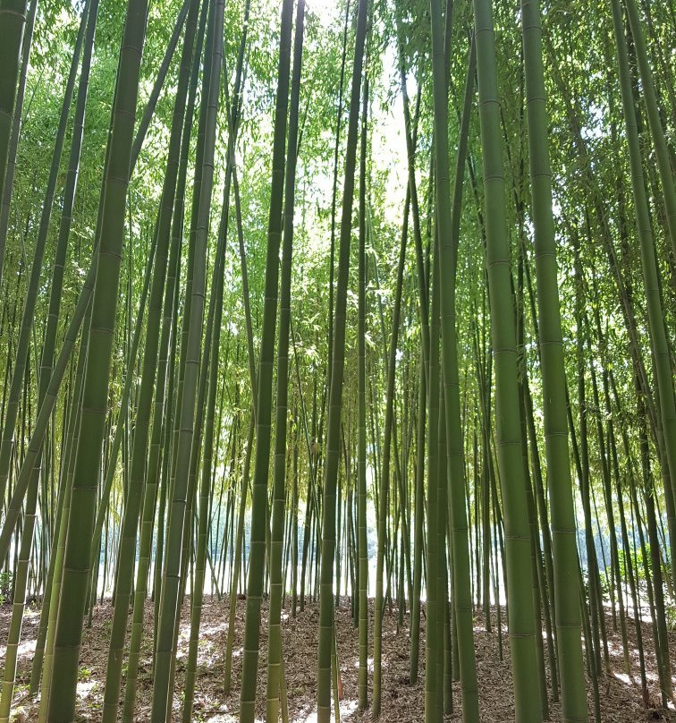 Taehwa River Seepri Bamboo Grove景点图片