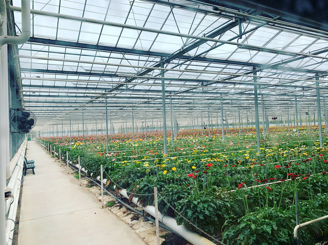 The Big Bouquet-希尔斯维尔必去景点