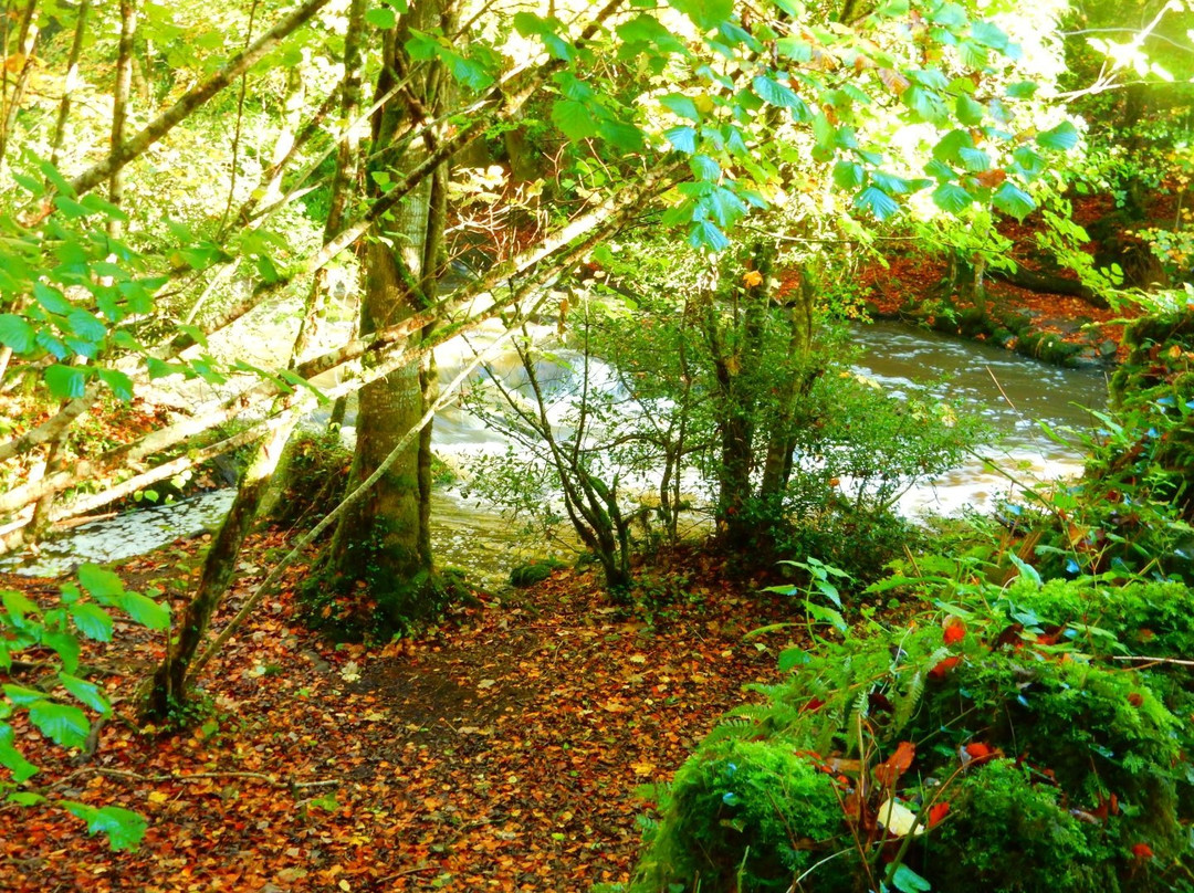 Deerpark Forest Walk-Virginia必去景点
