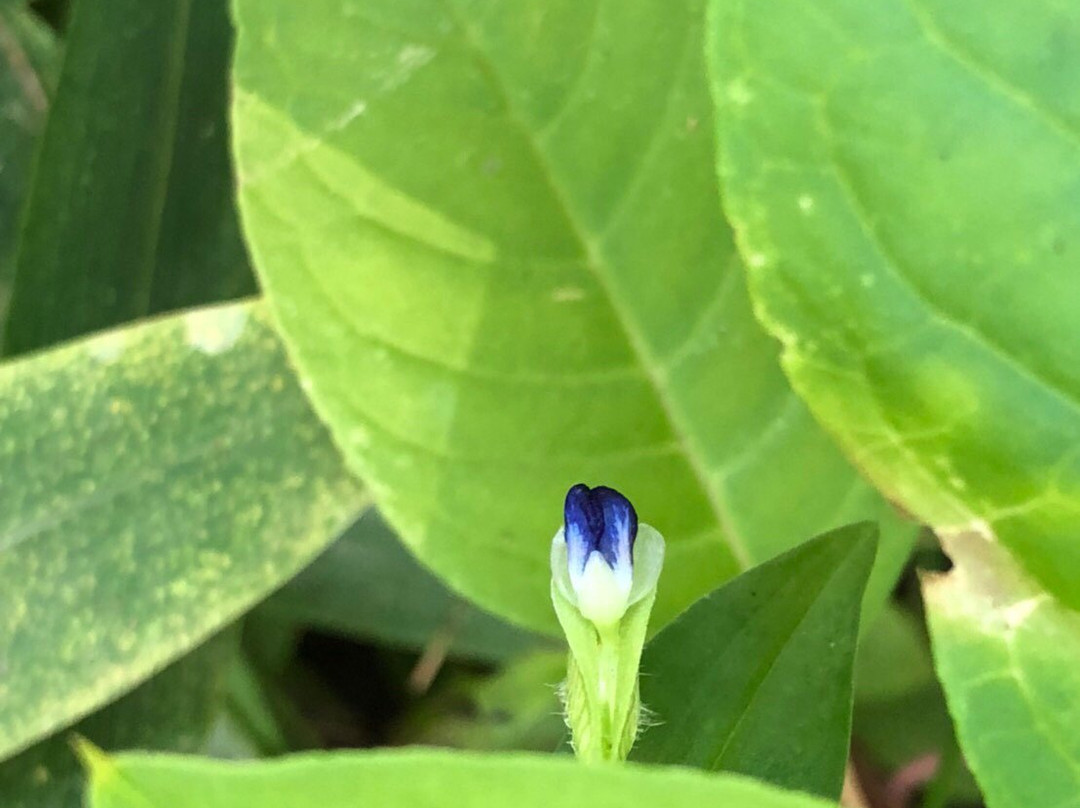 Yamazi Pension主图