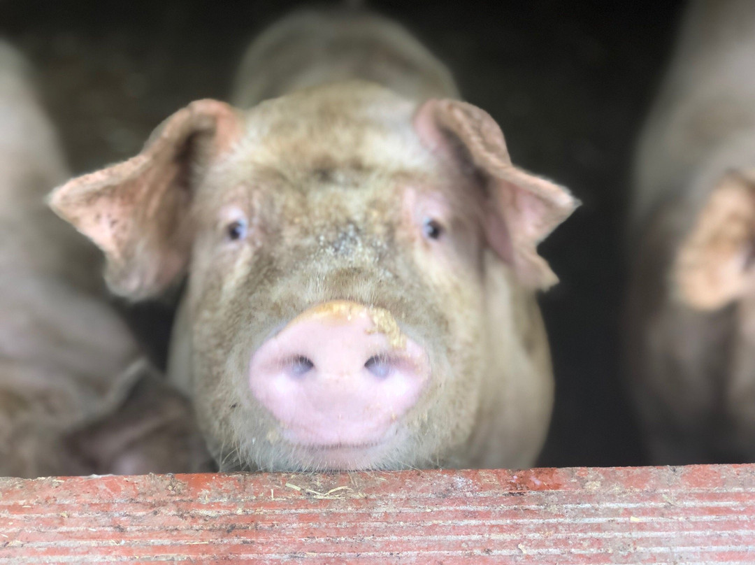 Chambres de Pech Mortier主图