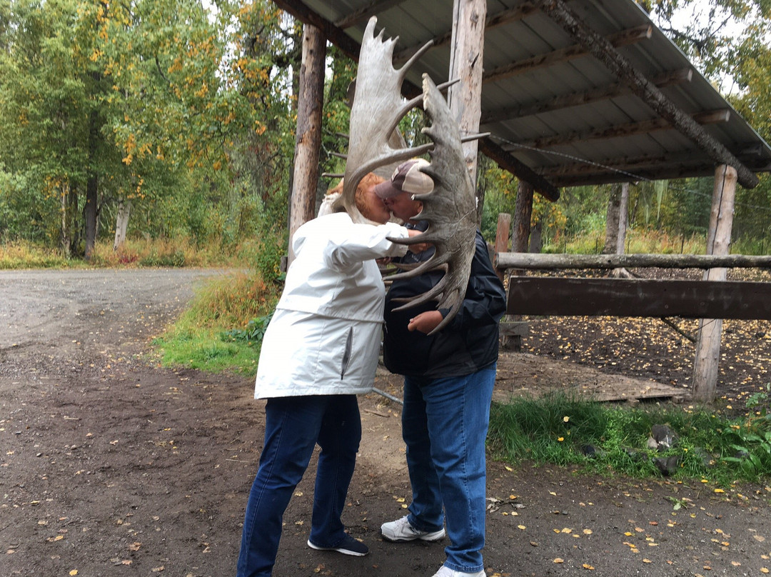 D & S Alaskan Trail Rides-塔尔基特纳必去景点