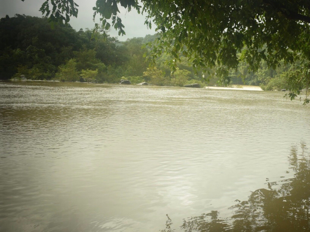 Dandeli Wildlife Sanctuary景点图片