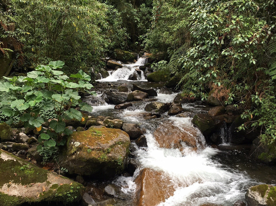 Sendero Los Quetzales景点图片