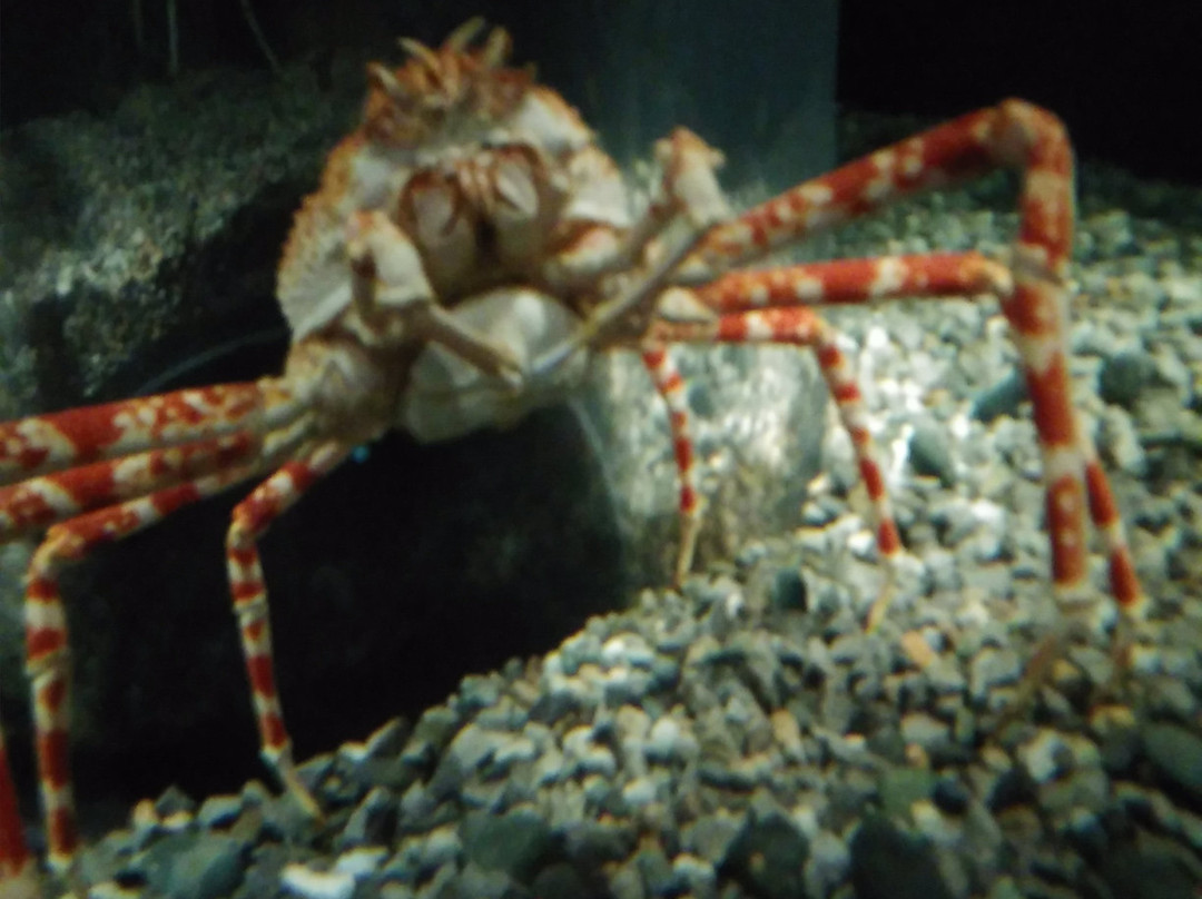 田纳西水族馆景点图片