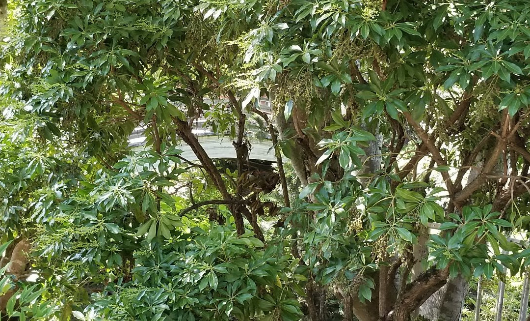 Gresham Japanese Garden-格雷舍姆必去景点