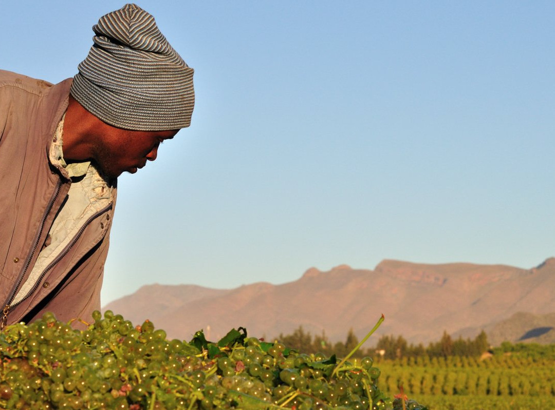 Montagu Winery-蒙提古必去景点