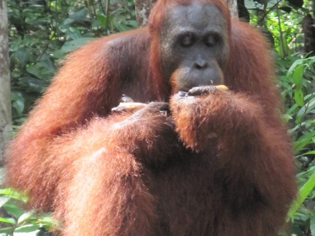 Tanjung Puting National Park-Central Kalimantan必去景点