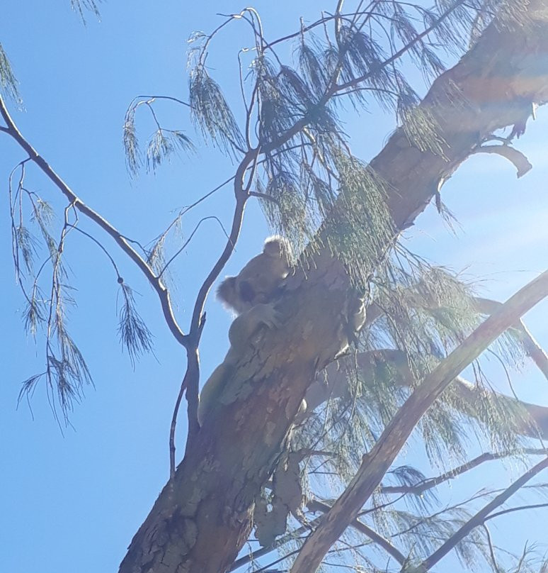 Horseshoe Bay Water Sports-Magnetic Island必去景点