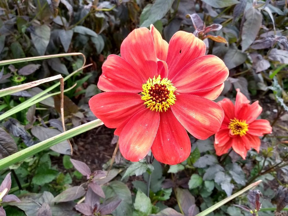 Amisfield Walled Garden-Haddington必去景点