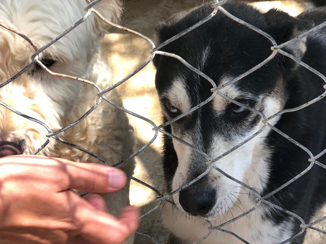 Kyrenia Animal Rescue景点图片