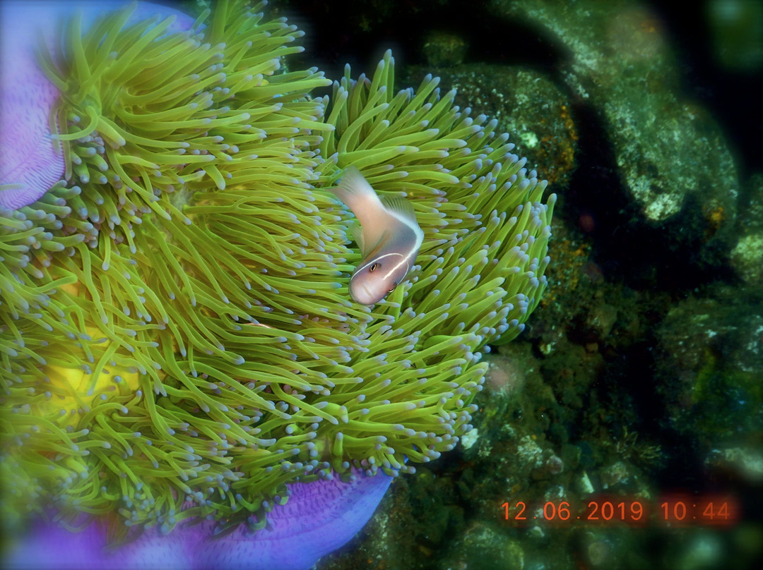Limangu Diving Centre景点图片