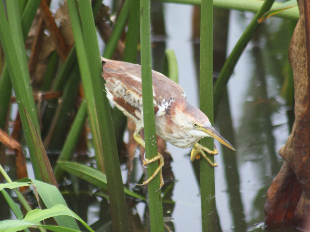 Everglades Day Safari-戴维必去景点