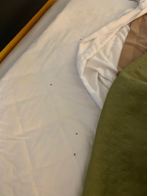 Super 8 by Wyndham Seguin主图