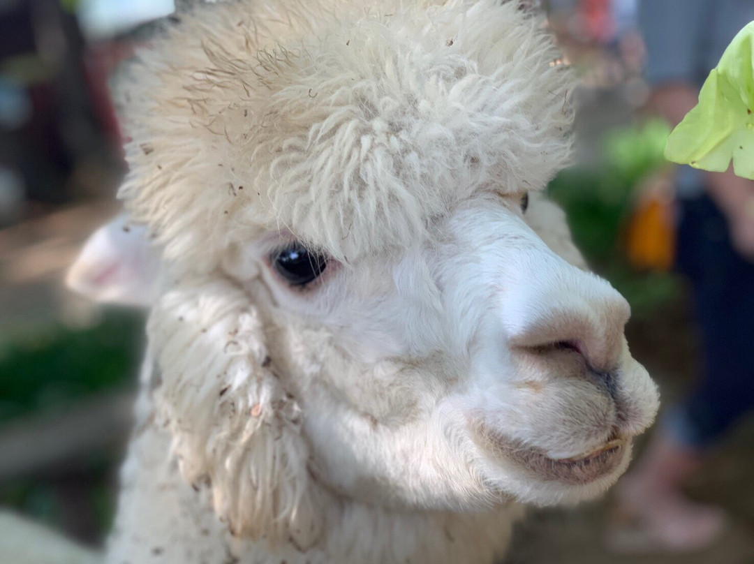 Ostrich Kingdom Ishioka Farm景点图片