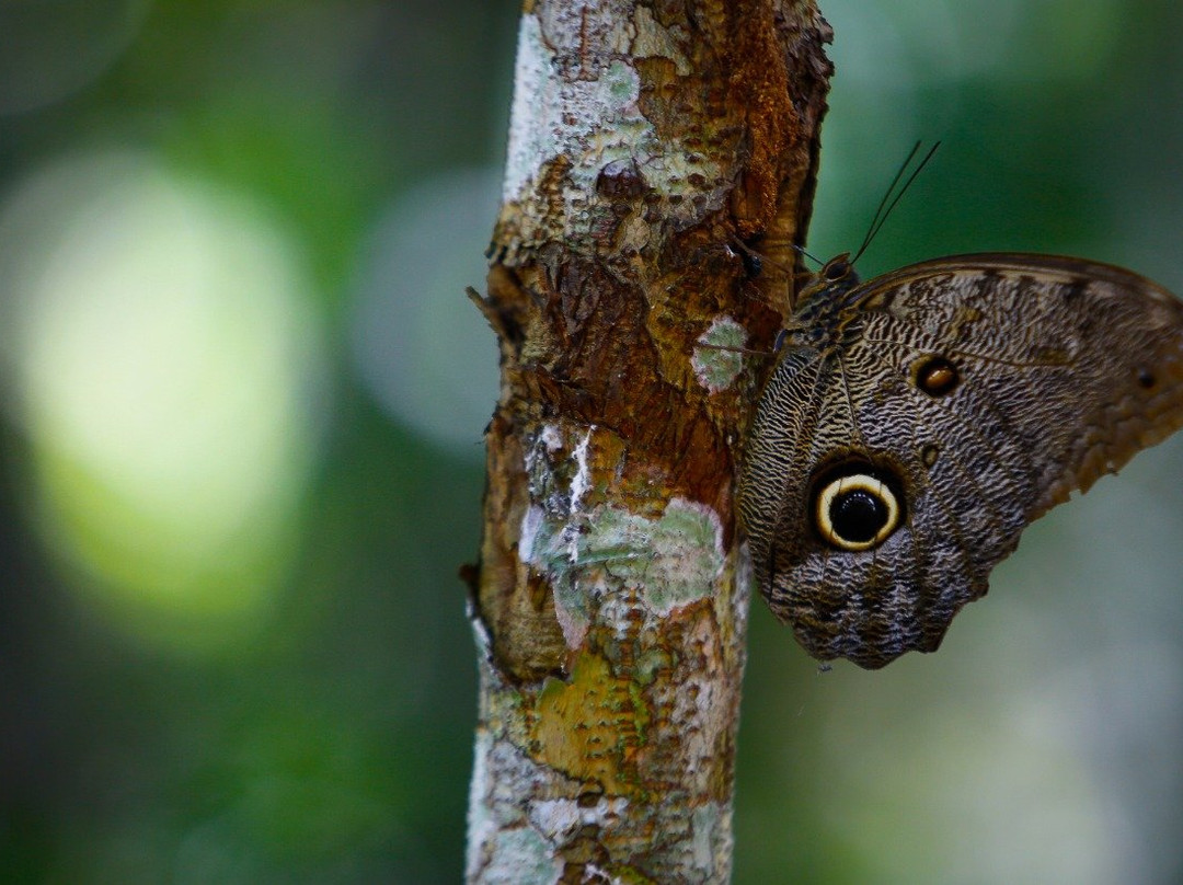 Amazon Reise Eco Lodge主图