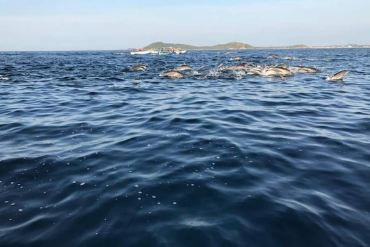 Nilaveli whales&dolphin watching tour club-尼拉瓦利必去景点